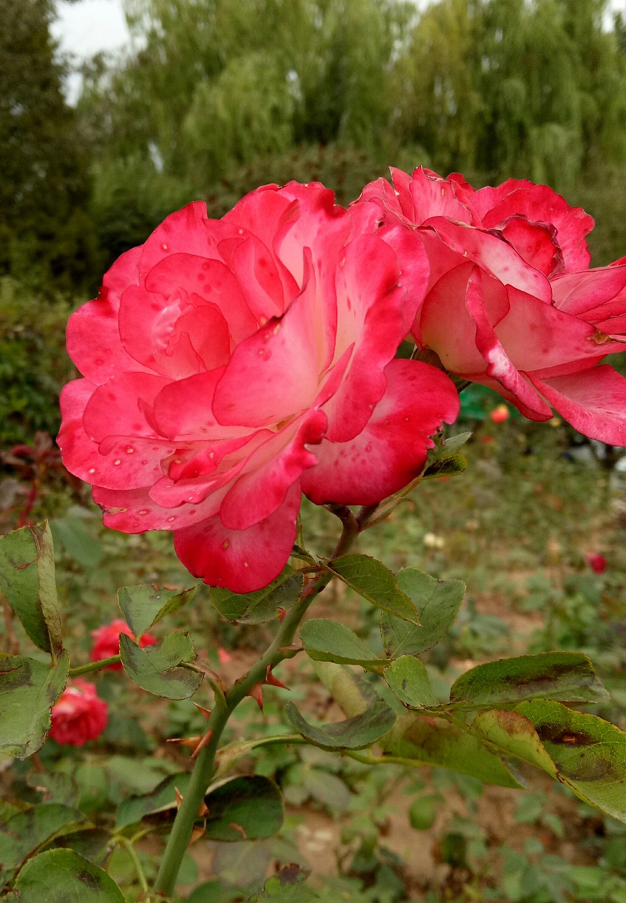 随手拍（图ZNTk1MzY0OTI=） - 产品摄影 - 站酷设计师日尧丰色原创素材 - 站酷ZCOOL