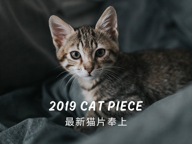 2019最新猫片提前祝大家新年快乐