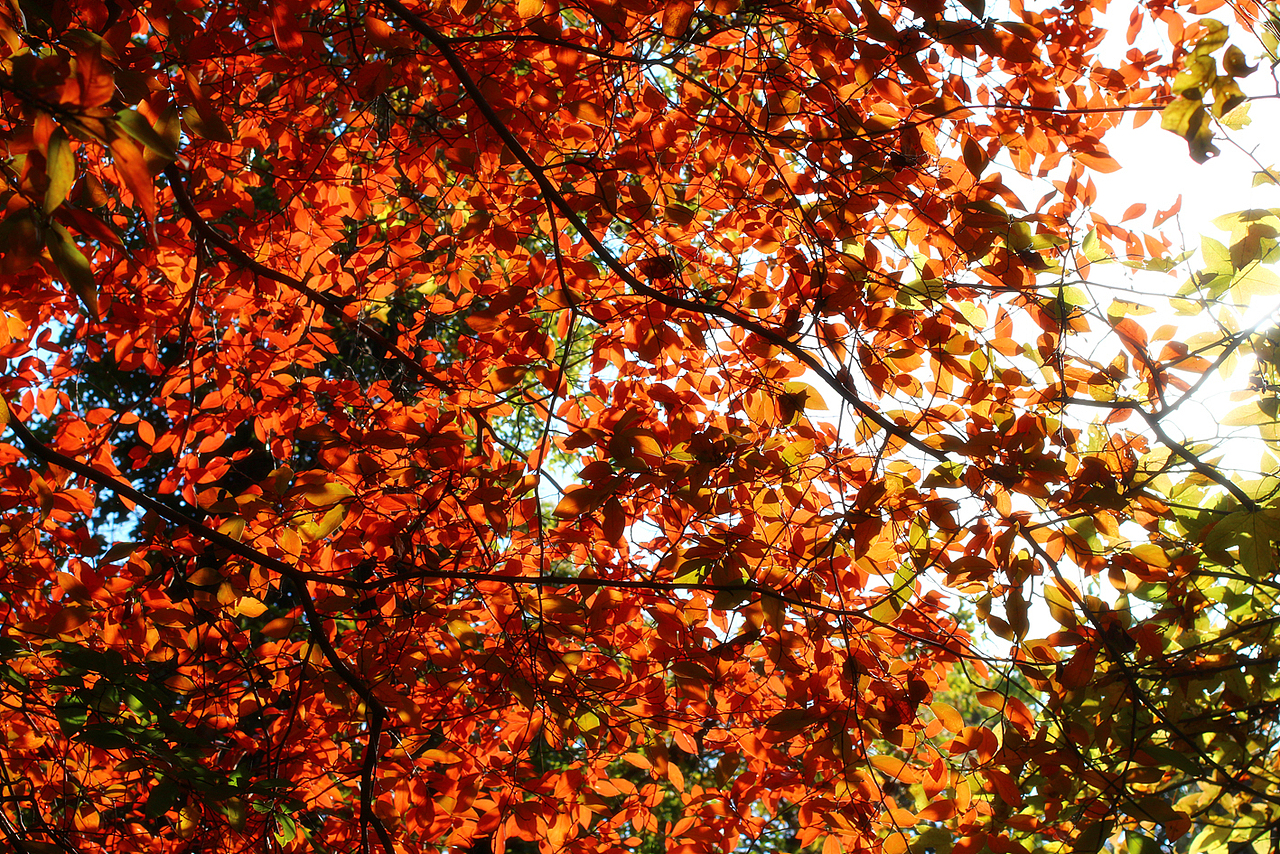 醉枫（图ZMTM3ODI3OTY=） - 风光摄影 - 站酷设计师言不甩原创素材 - 站酷ZCOOL