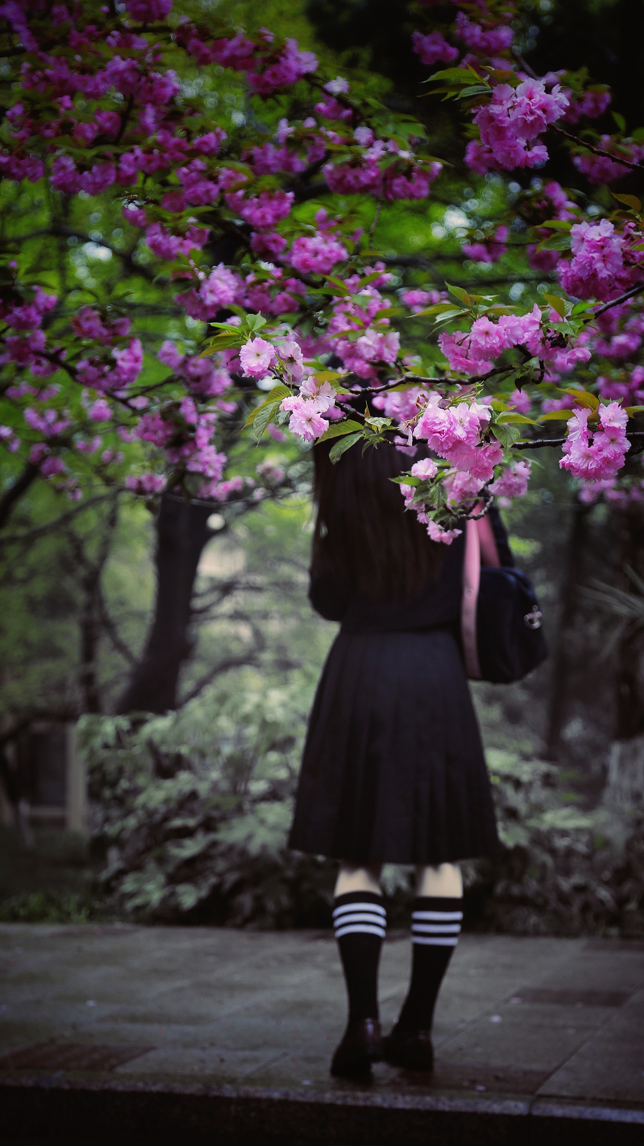 樱花下的中国科技大学|摄影|人文/纪实摄影|毛毛的大企鹅_原创作品-站