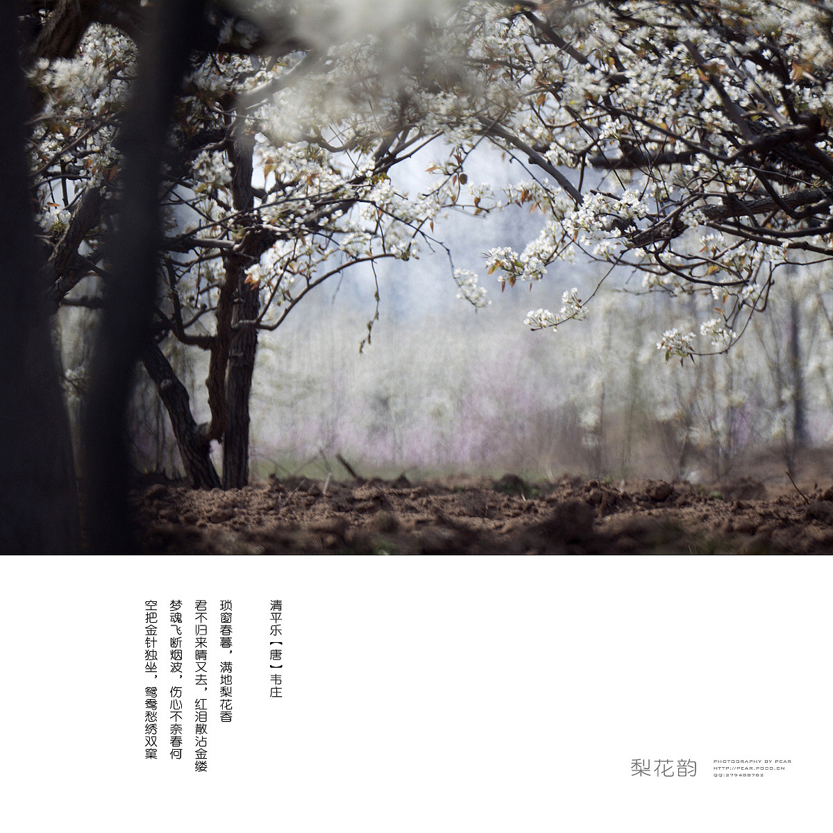 梨花韵（图ZMjY4MDMzNjA=） - 风光摄影 - 站酷设计师pear1103原创素材 - 站酷ZCOOL