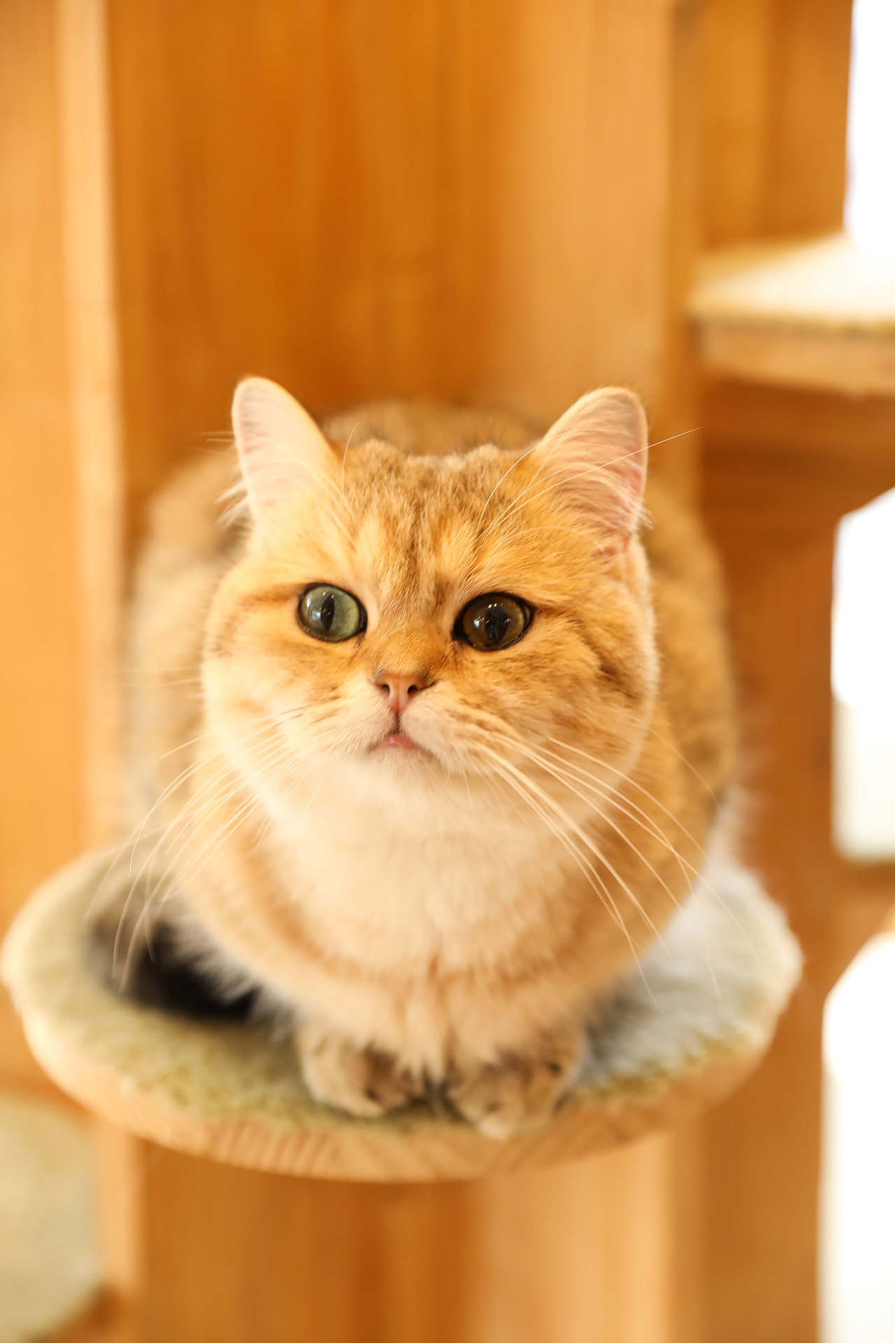 猫 宠物拍摄 - 原创作品 - 站酷(zcool)