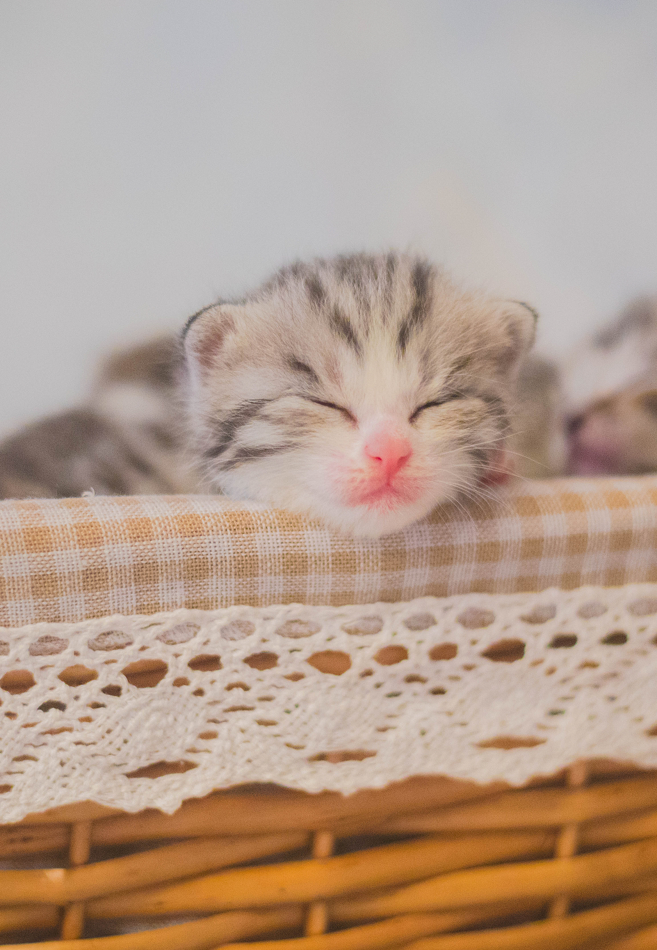 奶猫们的两周睁眼纪念照（图ZMTE1NzI1OTYw） - 宠物摄影 - 站酷设计师懒惰的胡奇奇原创素材 - 站酷ZCOOL