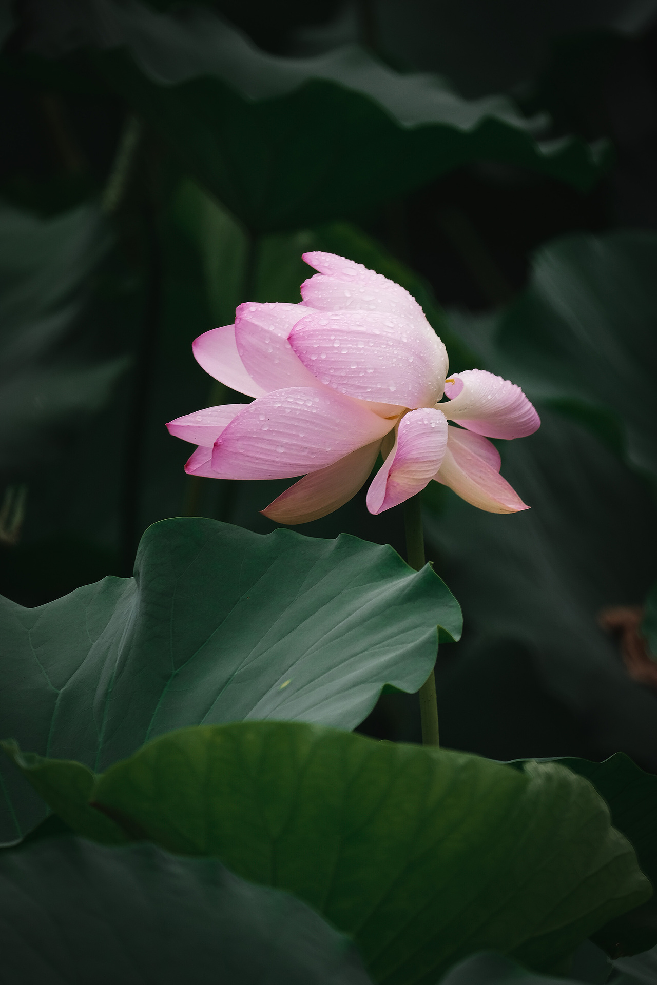 荷花（图ZMzEwNjc5ODk2） - 风光摄影 - 站酷设计师SamRock原创素材 - 站酷ZCOOL