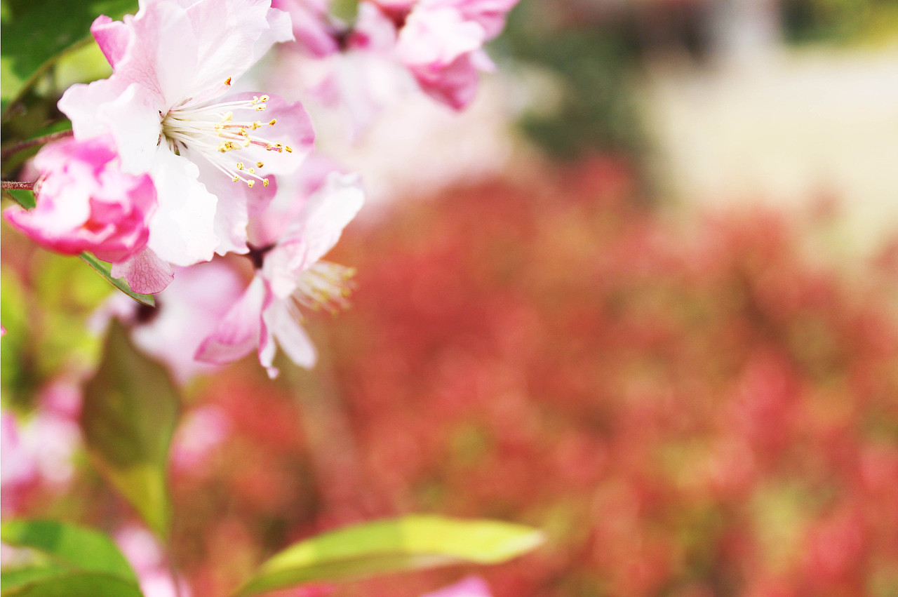 (伪)摄影--------就要绚丽--不要灰色