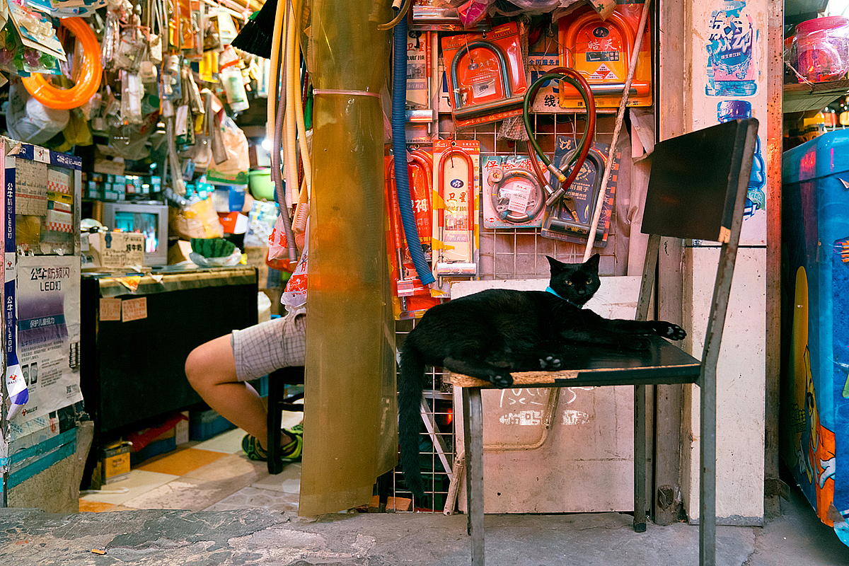 上海老城街铺里，那些自在生活的猫猫们！（图ZMTAwODk3NDY4） - 宠物摄影 - 站酷设计师喵呜不停原创素材 - 站酷ZCOOL