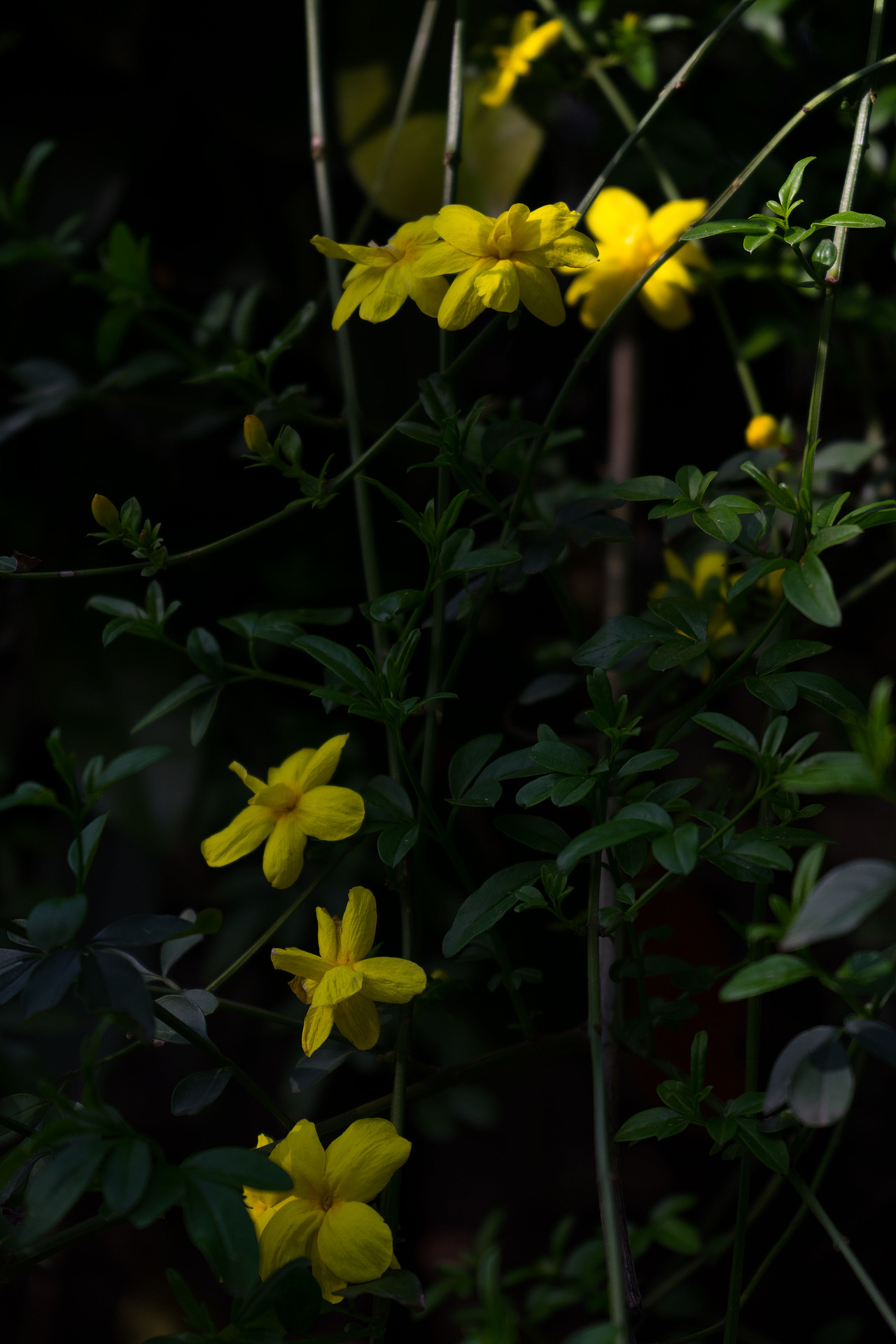 春天来赏樱花吧!