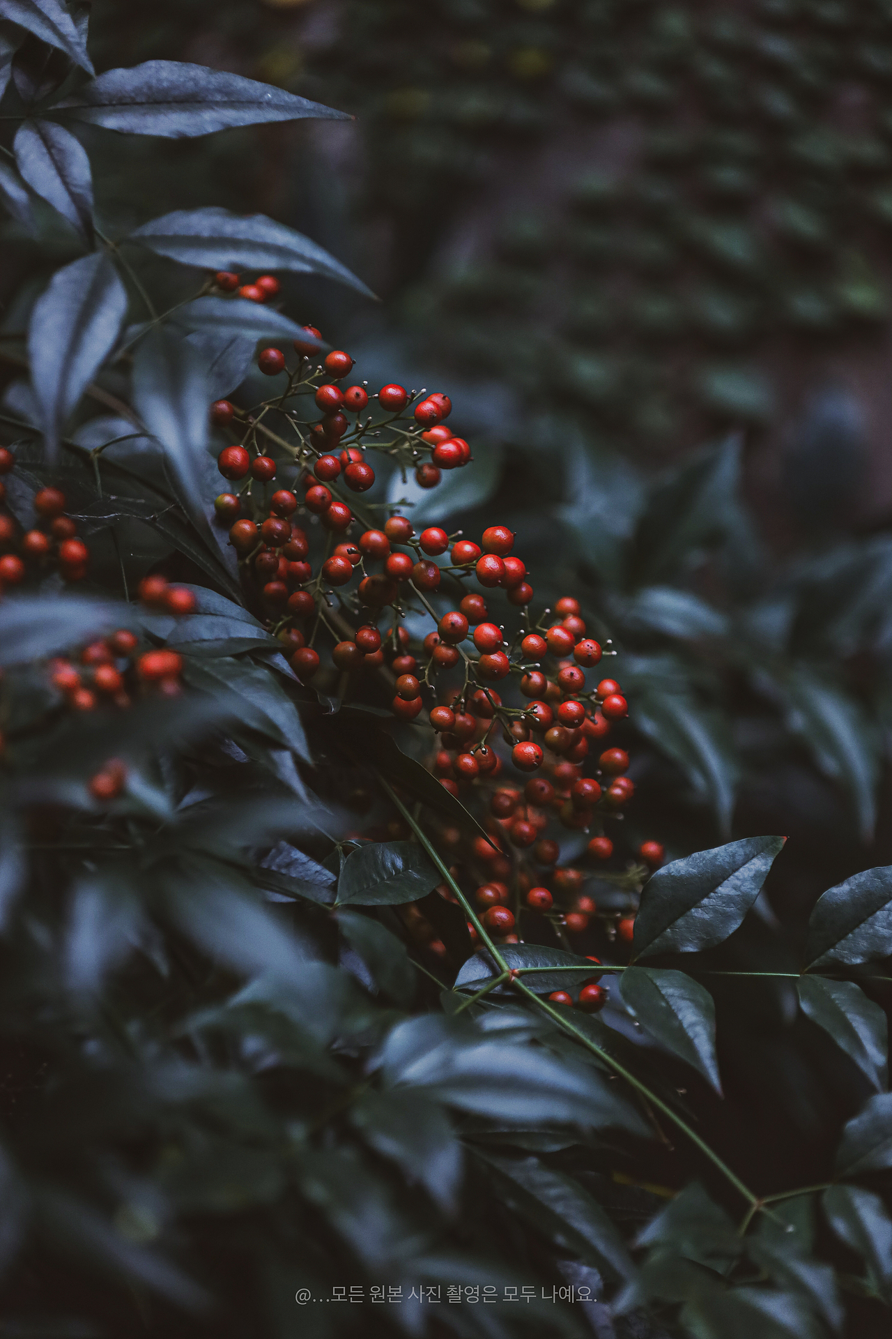 秋日田园：南瓜金辉与柿子红韵