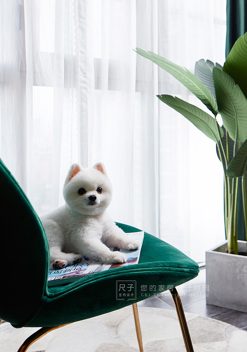 将窗边区域垫高，作为集休闲与洗衣晾晒于一体的阳台。偶尔邀请同好席地而坐畅谈心扉，看狗狗与它的小伙伴玩闹嬉戏。