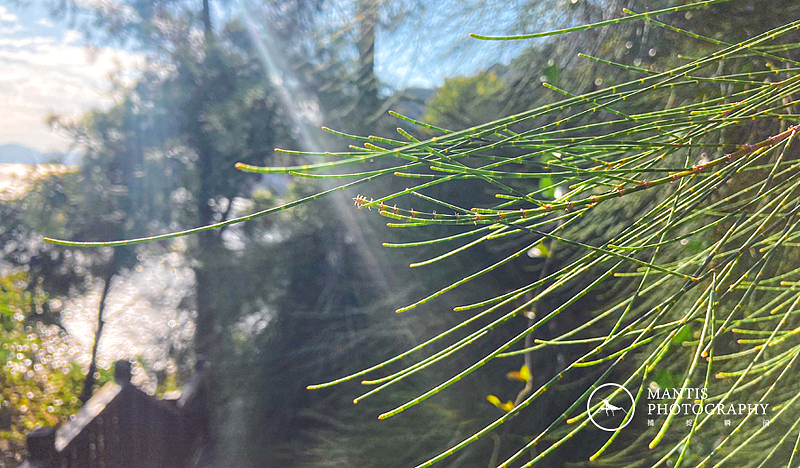 MANTIS 随拍2021（图ZMjgxNjA5Nzk2） - 风光摄影 - 站酷设计师aaa62621185原创素材 - 站酷ZCOOL