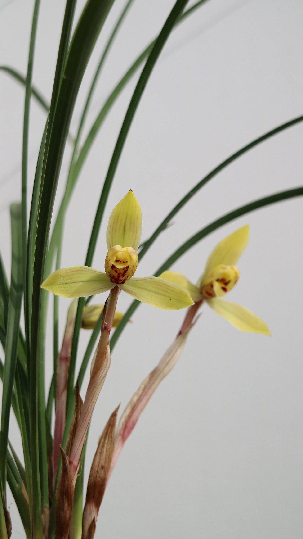 中国兰花—春兰