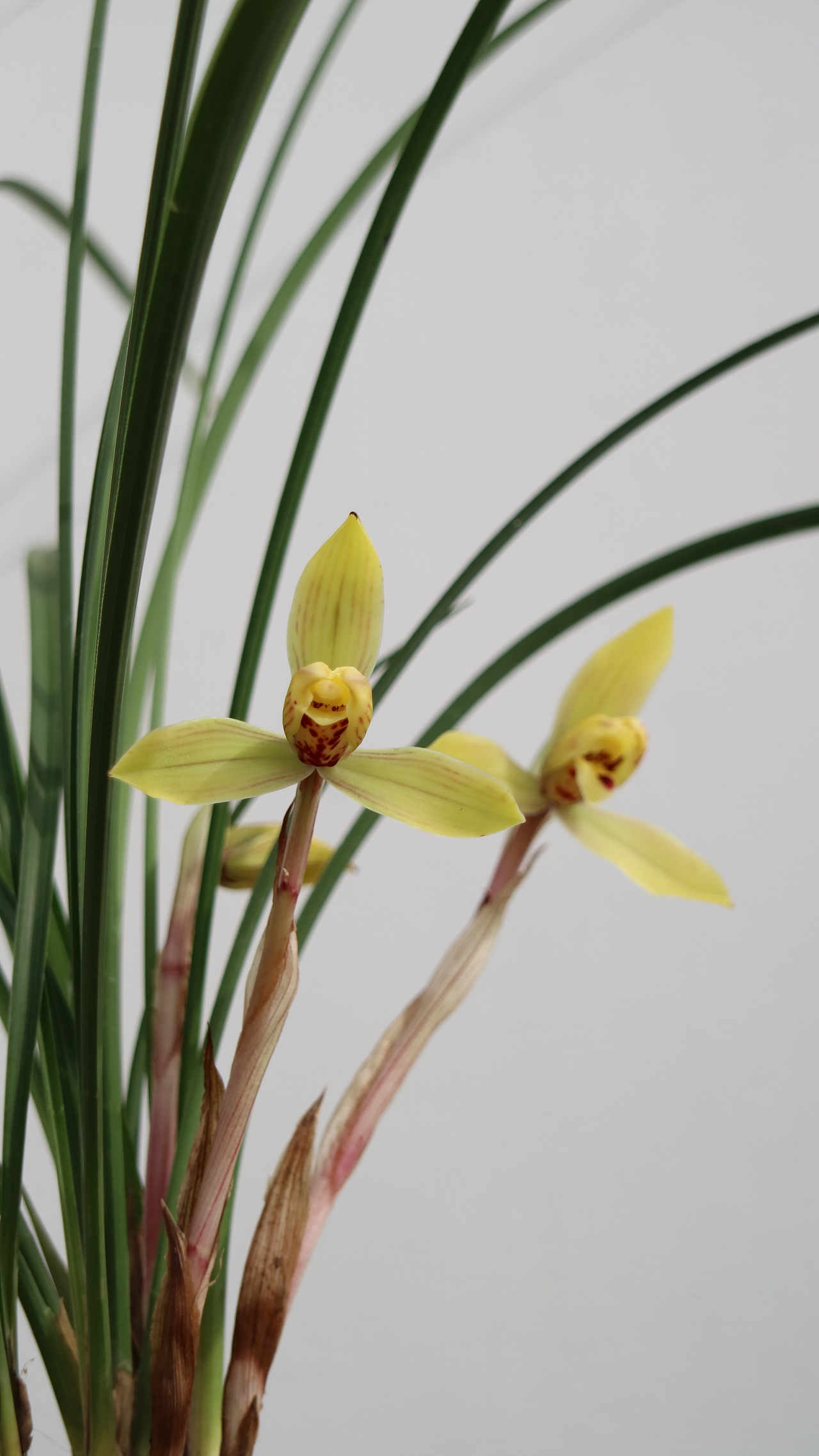 中国兰花—春兰