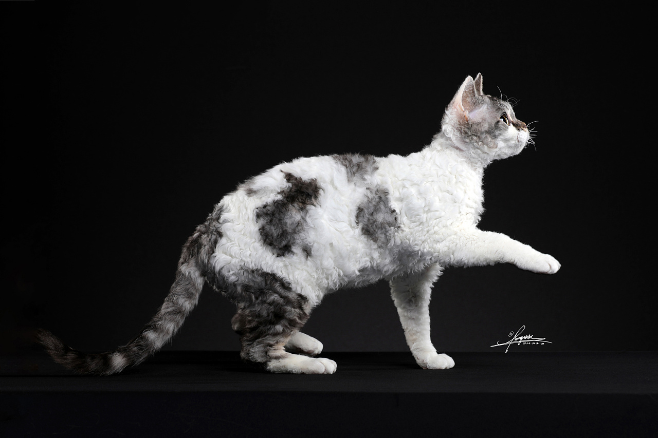 德文卷毛猫