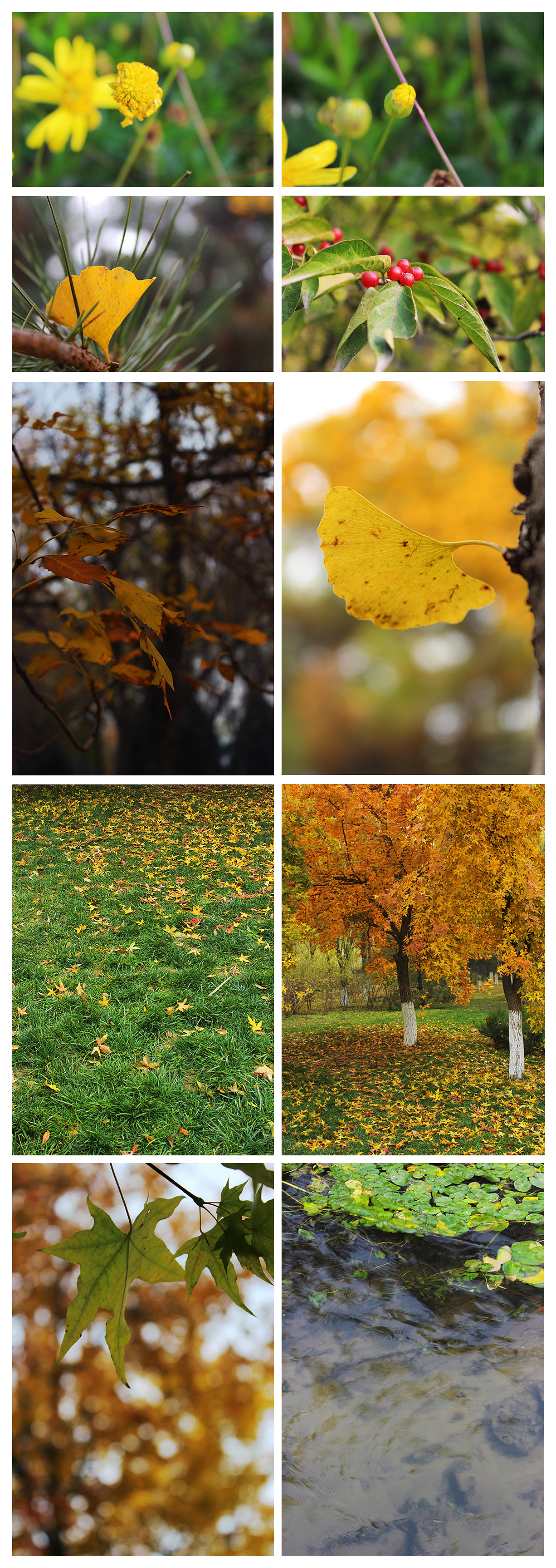 秋（圖ZMTIzNDg2ODg=） - 風(fēng)光攝影 - 站酷設(shè)計(jì)師tanzi2010原創(chuàng)素材 - 站酷ZCOOL