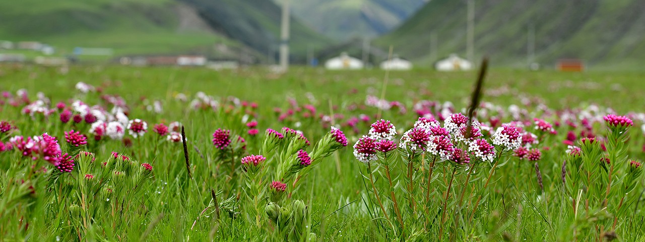 祁连山下最美的牧场