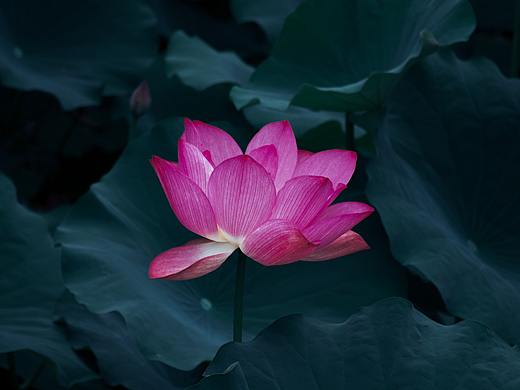 荏苒