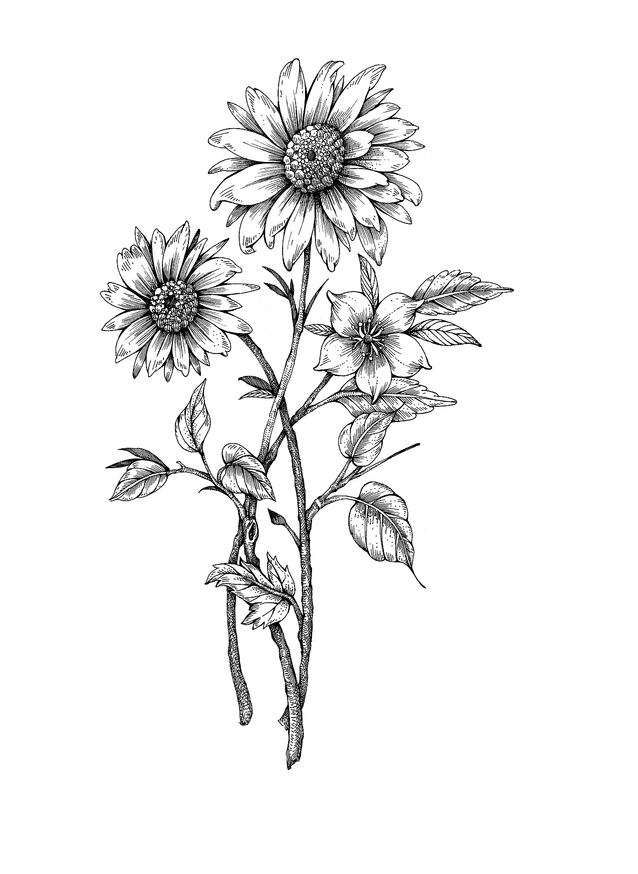 茶野品牌包装插画设计（图ZMjc3NDc5NTUy） - 商业插画 - 站酷设计师张贇ILLUSTRATION原创素材 - 站酷ZCOOL