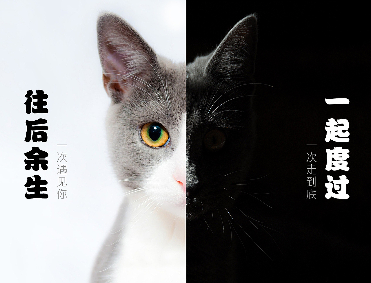 猫与余生（图ZMTI2NTQzMzQ4） - Logo - 站酷设计师孤城有个少爷原创素材 - 站酷ZCOOL