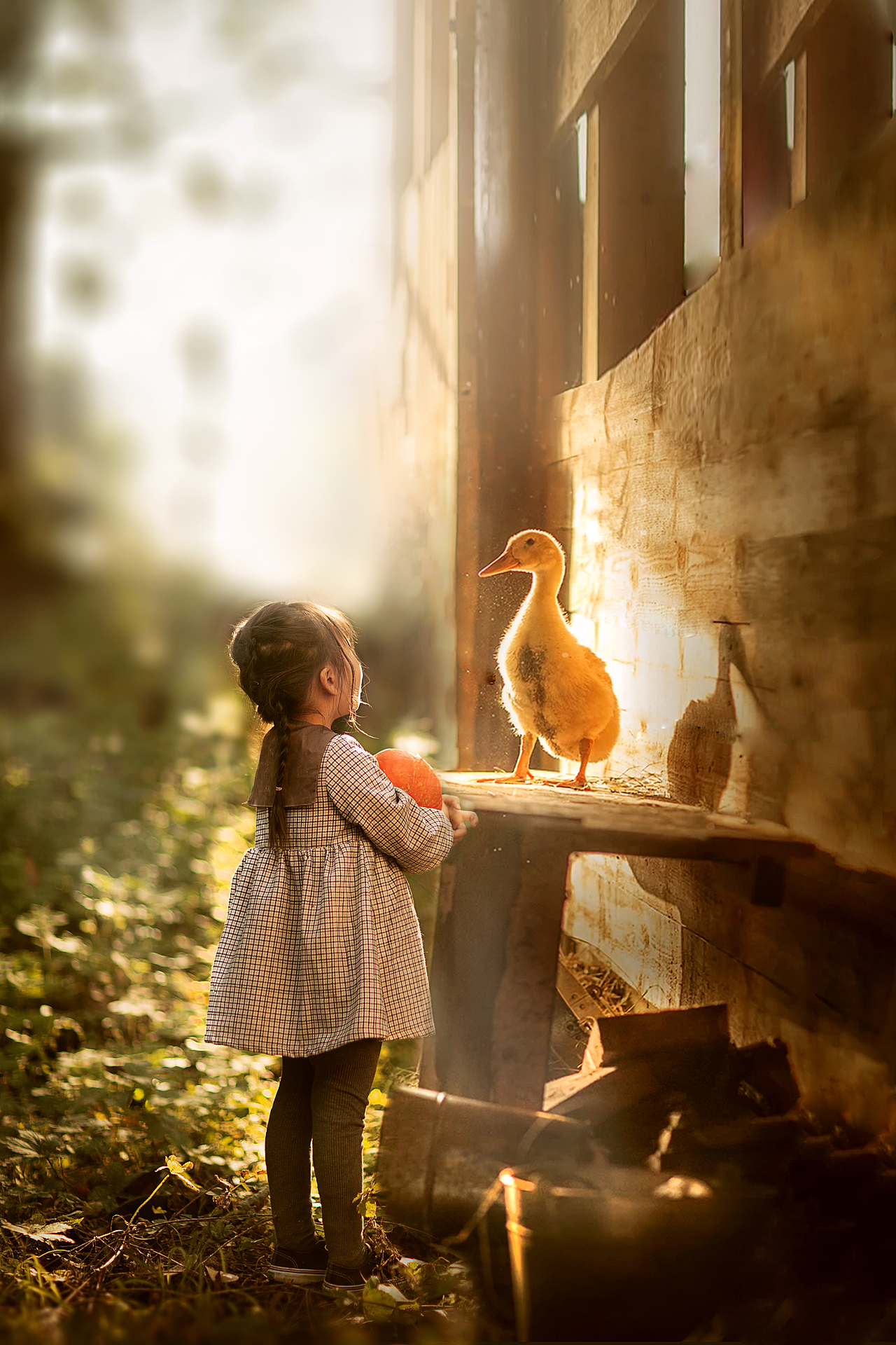 就爱夕阳下的你