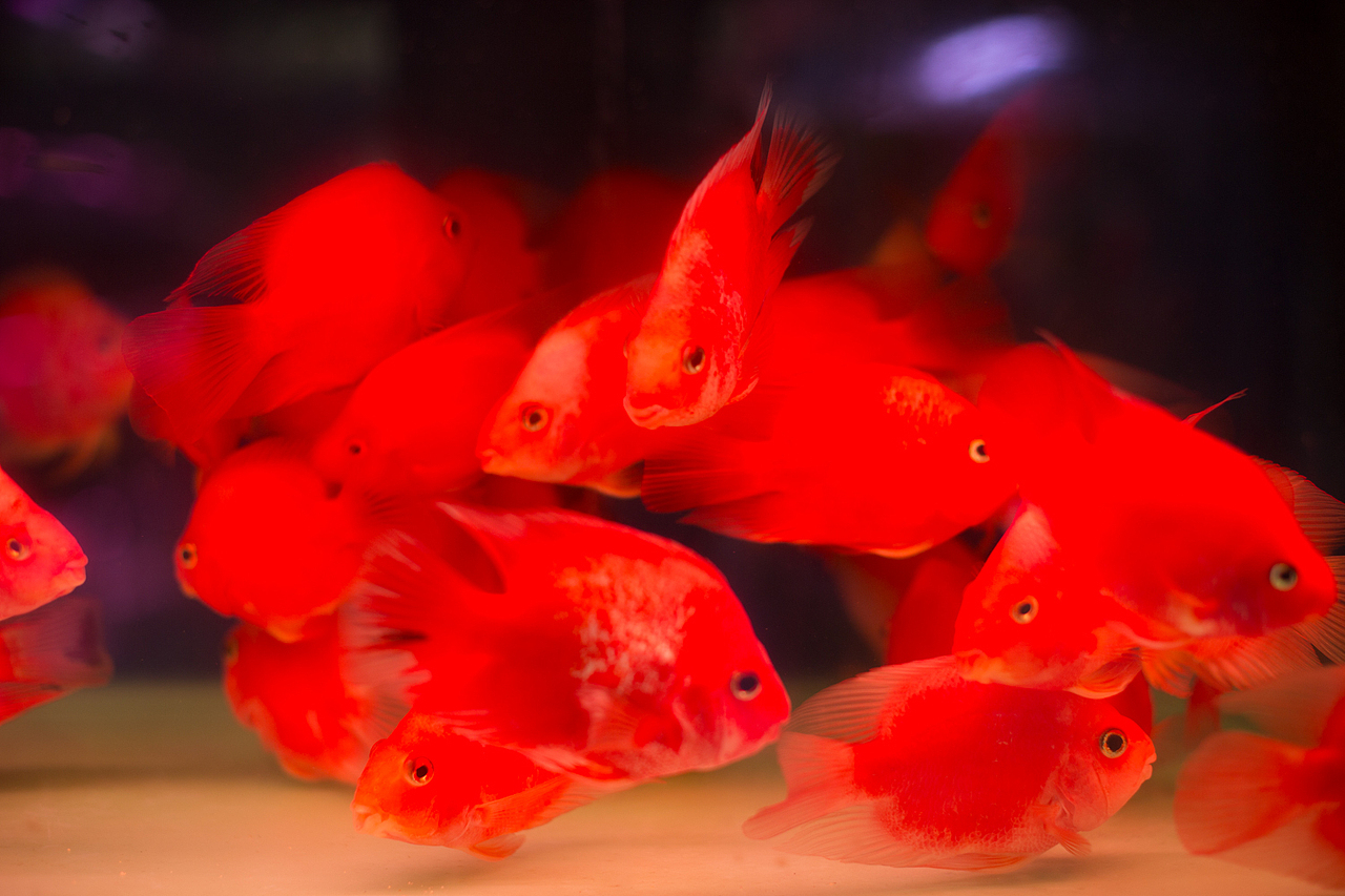 金鱼（图ZMTQ0NzYxNzIw） - 人像摄影 - 站酷设计师书小白原创素材 - 站酷ZCOOL