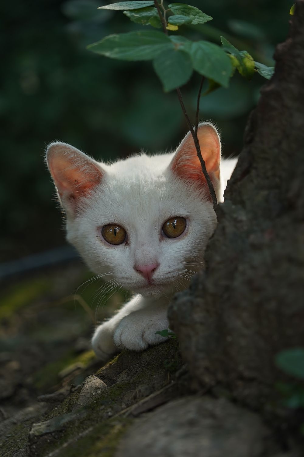 屋檐上的流浪猫