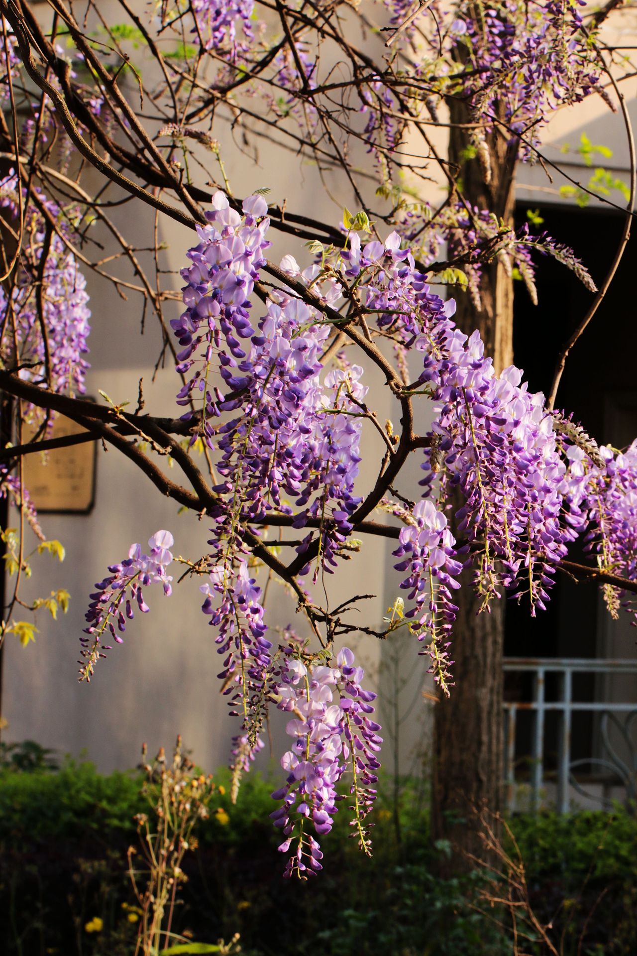小时候因为很多场景迷恋紫藤吊顶的感觉  长大后在苏州看见过一次紫藤