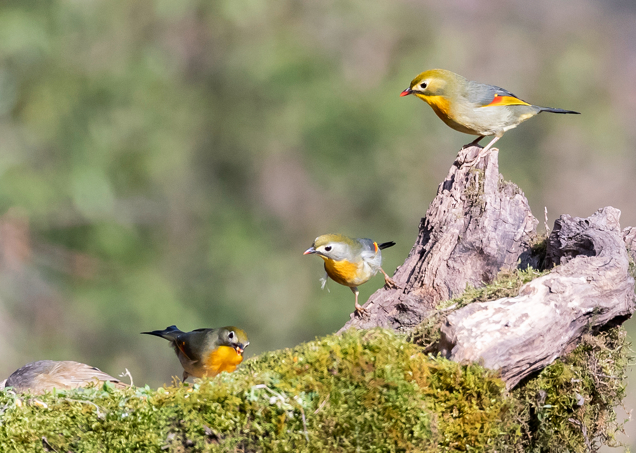 2019年2月5日,在金佛山景区拍摄的觅食、打斗嬉戏的鸟儿。