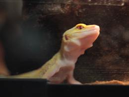 養(yǎng)龍日記第二集