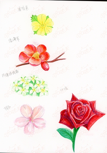 图书插画·花卉组图（图ZMTY2NzQxMzcy） - 儿童插画 - 站酷设计师sfcat0801原创素材 - 站酷ZCOOL