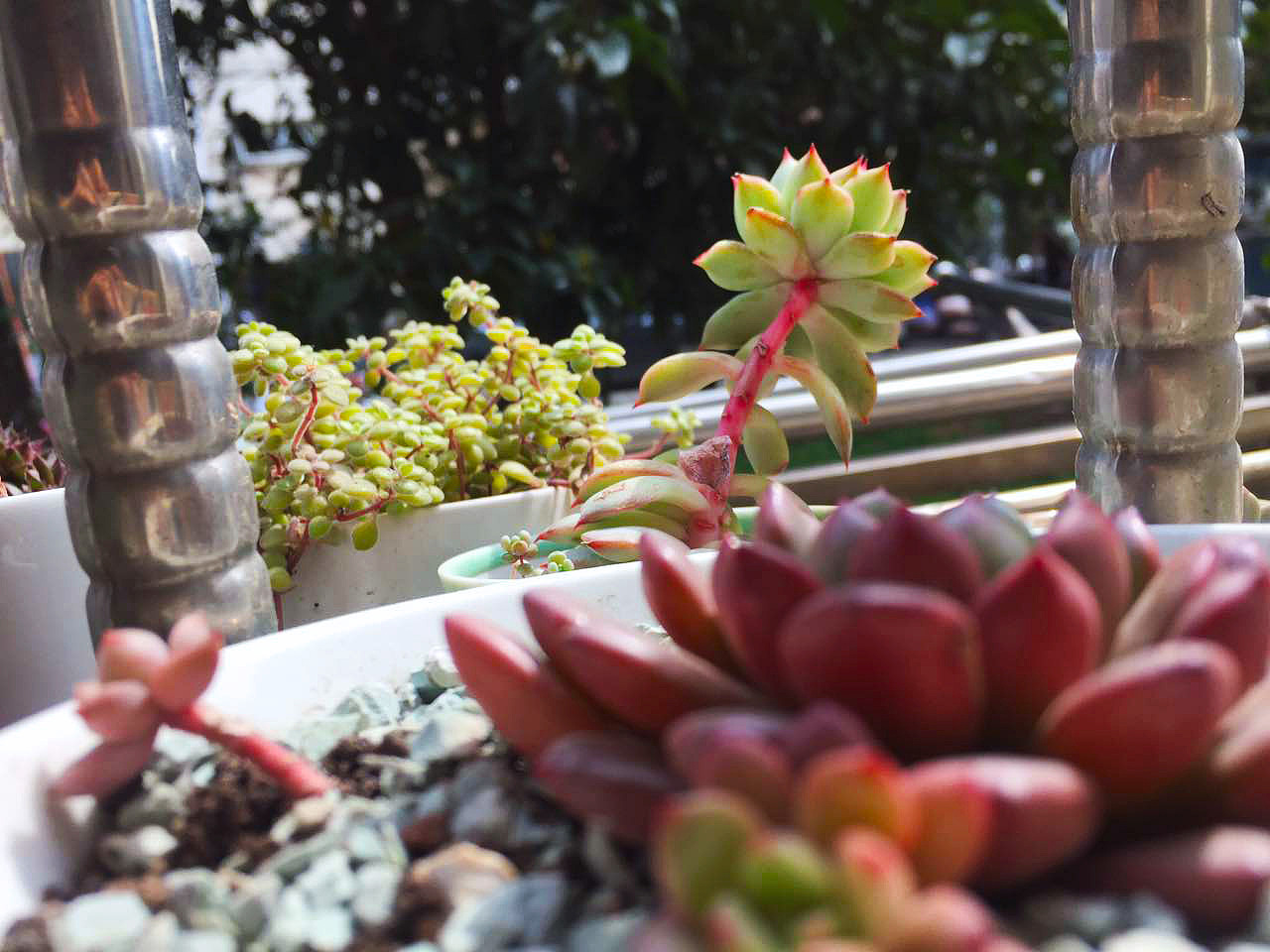 2015-2017年间的一些多肉（图ZODMyNjAwMDQ=） - 产品摄影 - 站酷设计师一一是只汪原创素材 - 站酷ZCOOL