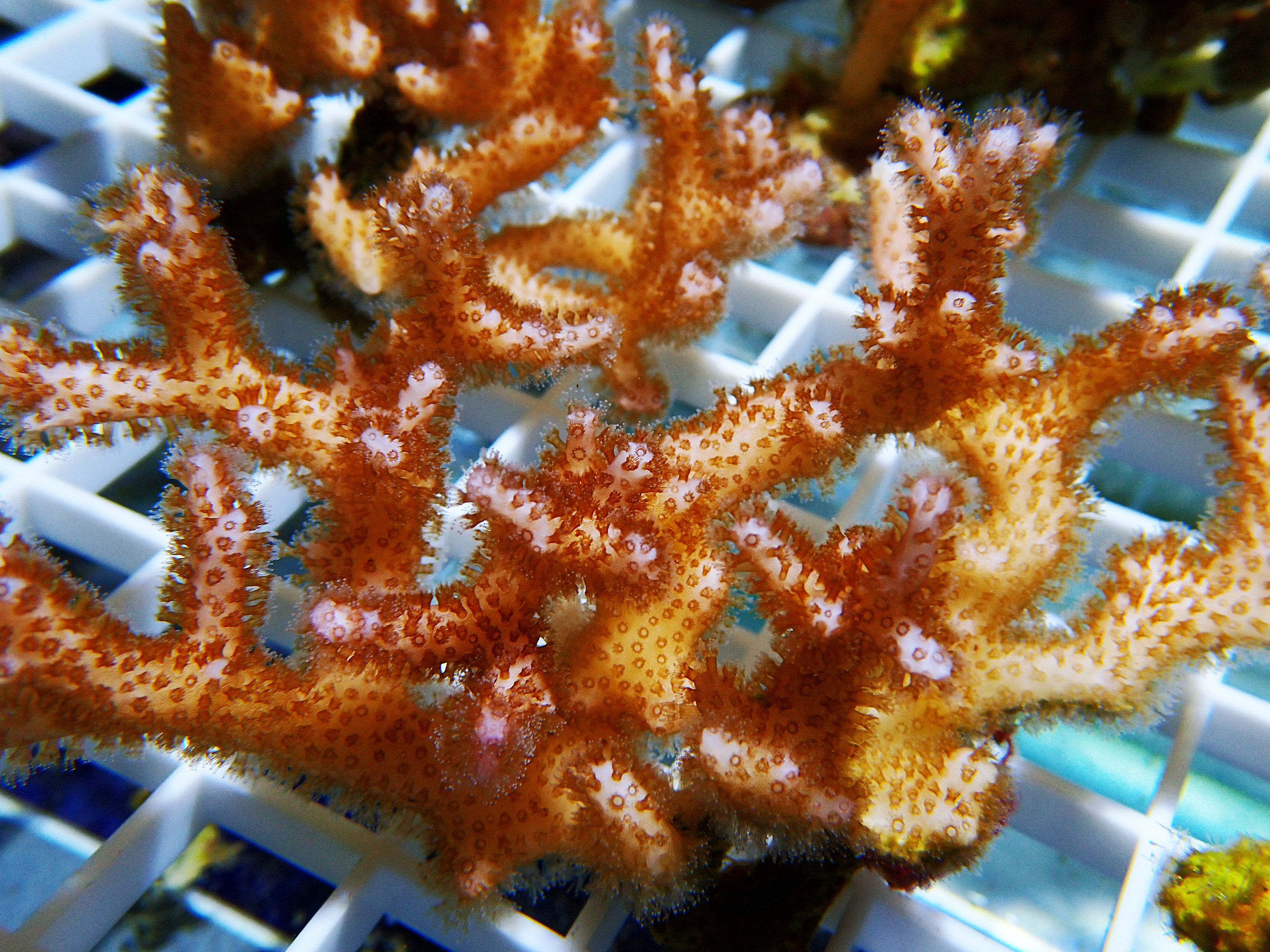 高清晰海底珊瑚礁石壁纸