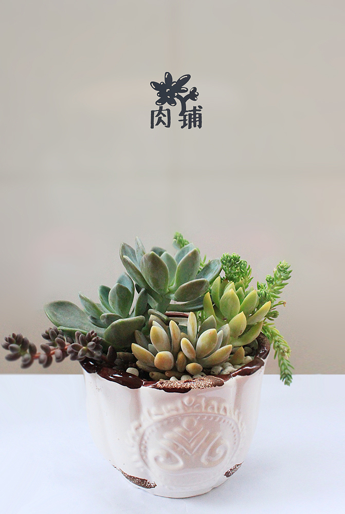 我的多肉盆栽（图ZMjcxMTc5OTY=） - 其他手工艺 - 站酷设计师okado原创素材 - 站酷ZCOOL