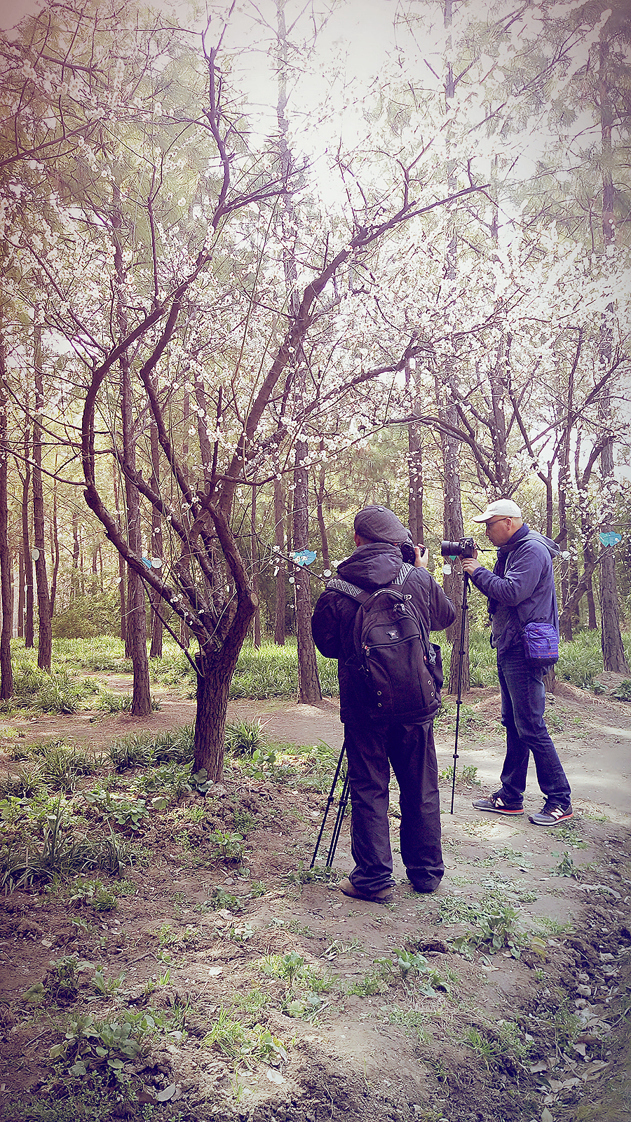 花都开好了（图ZNDI3OTc2Njg=） - 风光摄影 - 站酷设计师小小胥原创素材 - 站酷ZCOOL