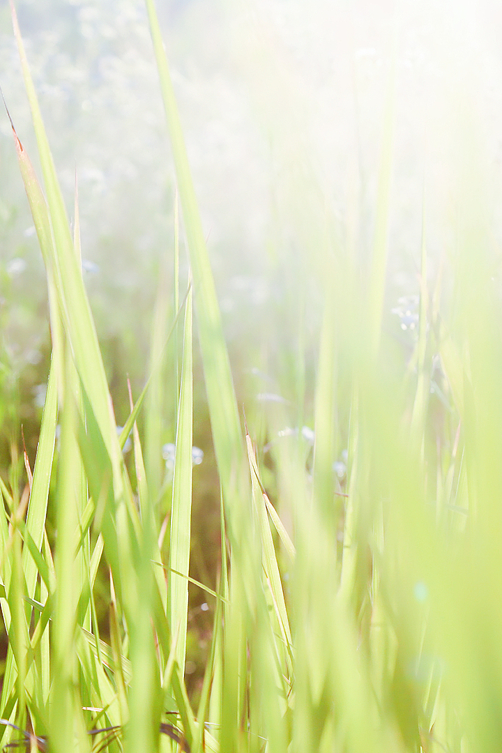 這一抹綠,穿透了陽光,氾濫了我心。