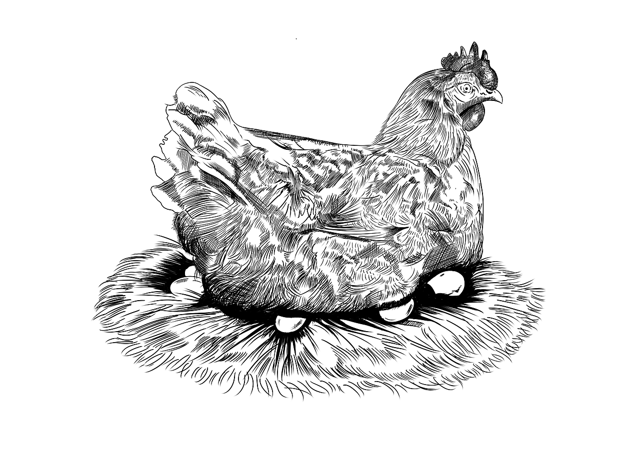 土鸡蛋包装设计