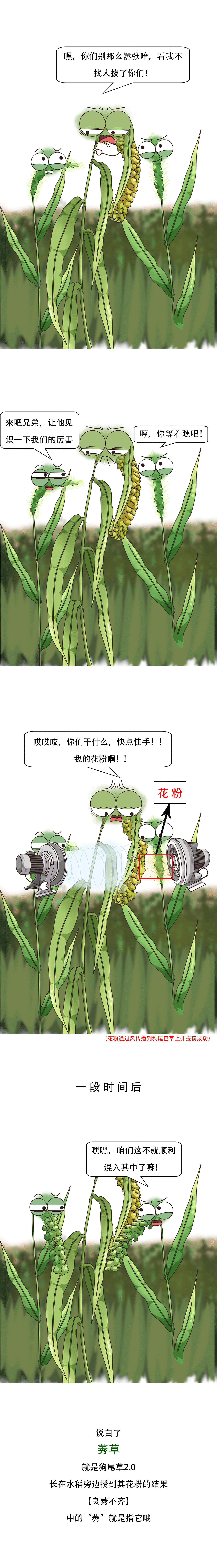 水稻?狗尾巴草?这俩也能碰瓷?