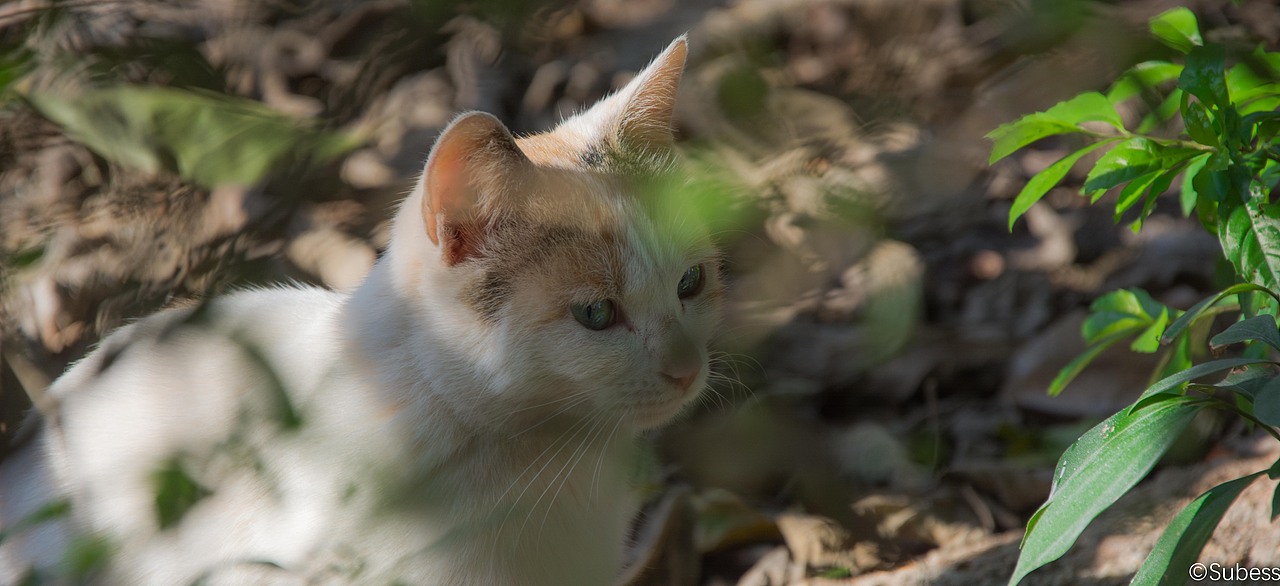 角落的喵、校园的聆听者