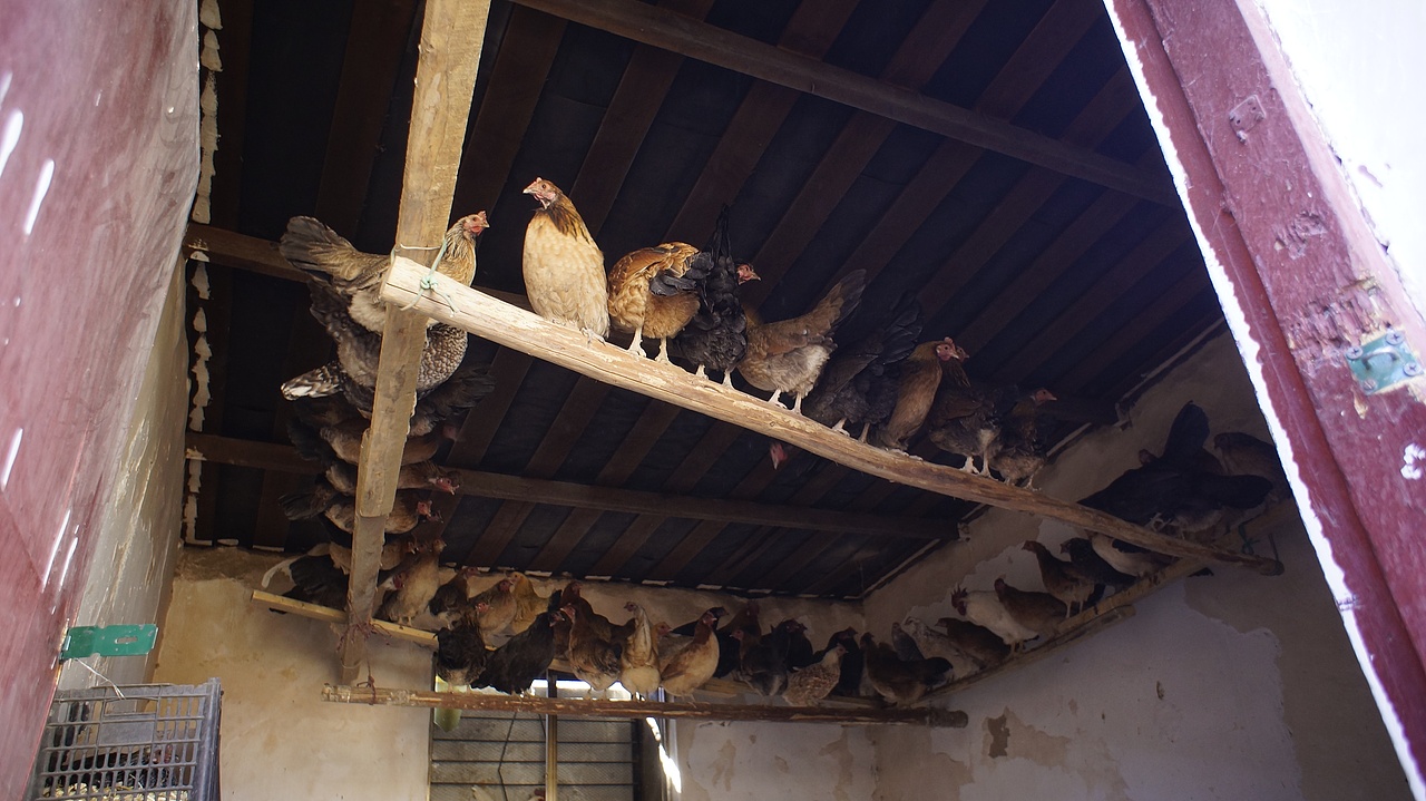 藏鸡蛋包装系列设计