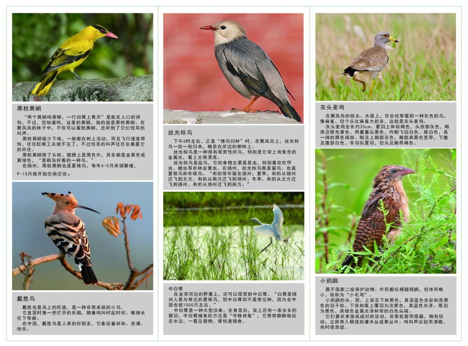 各种鸟的名字和图片图片