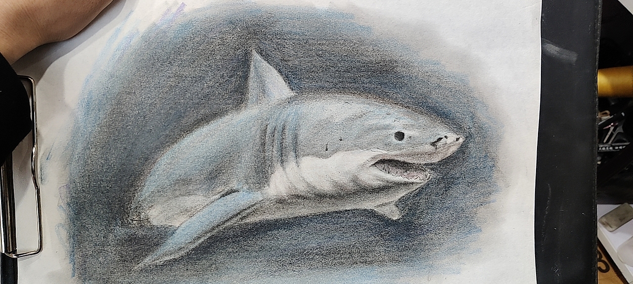 彩铅鲨鱼