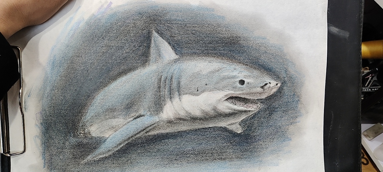 彩铅鲨鱼|插画|绘本|zs剑啸 - 原创作品 - 站酷 (zcool)