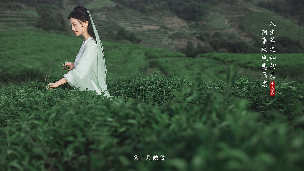 古装:茶山