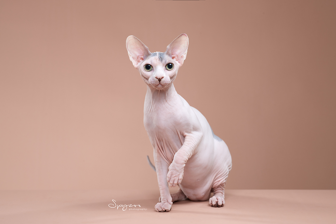 斯芬克斯无毛猫（图ZMjcyNDgxNzg4） - 宠物摄影 - 站酷设计师spyzoo原创素材 - 站酷ZCOOL
