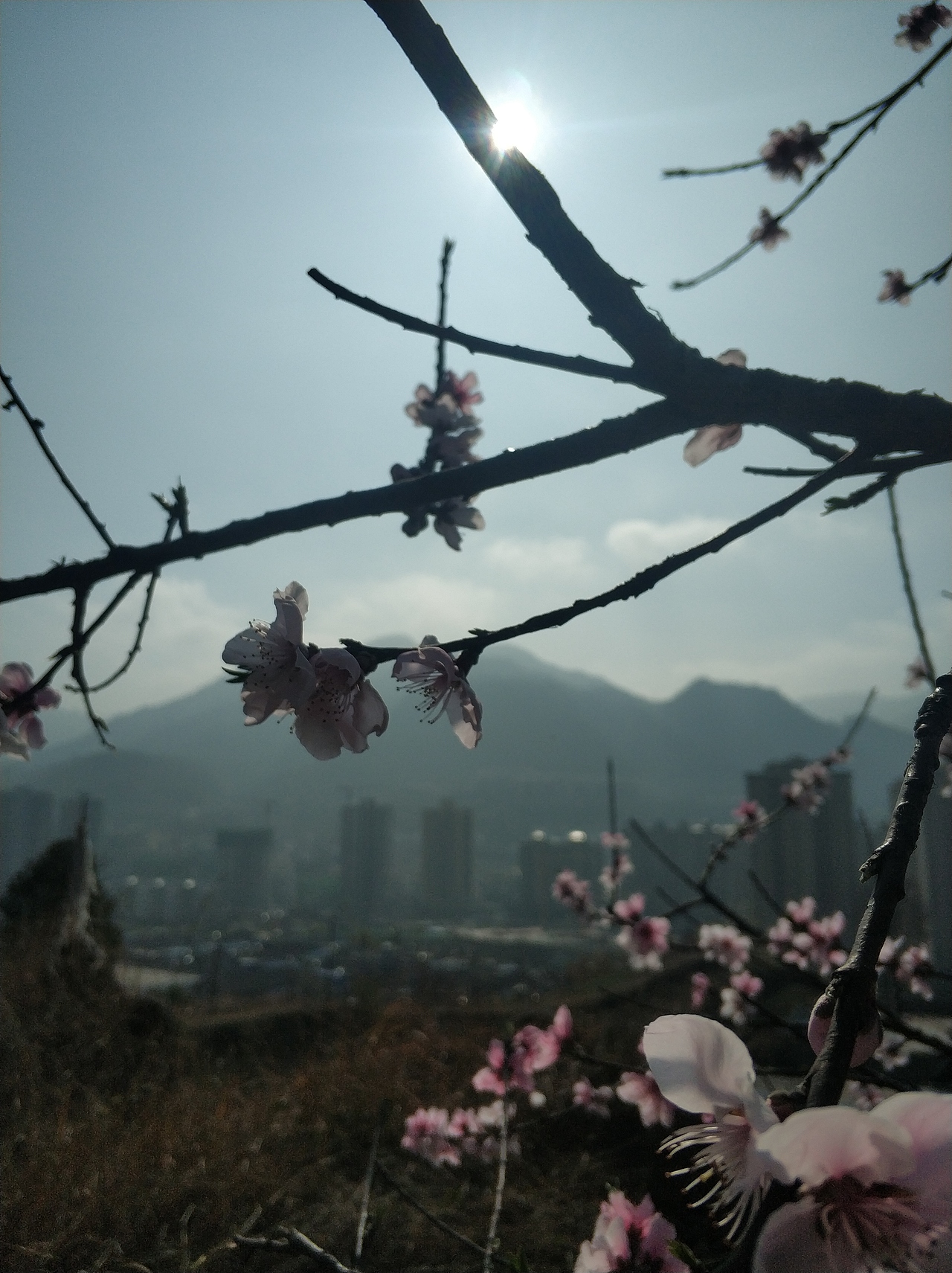 春，古月廴聿（图ZMTk4NTUwNDM2） - 风光摄影 - 站酷设计师古月廴聿原创素材 - 站酷ZCOOL