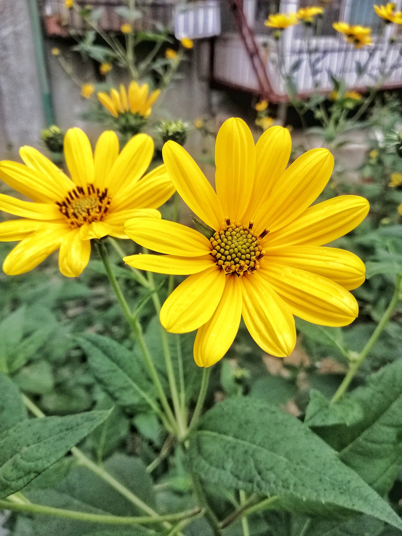 秋日胜春朝（图ZMTI5NDQxOTQ4） - 风光摄影 - 站酷设计师于先生Plus10原创素材 - 站酷ZCOOL