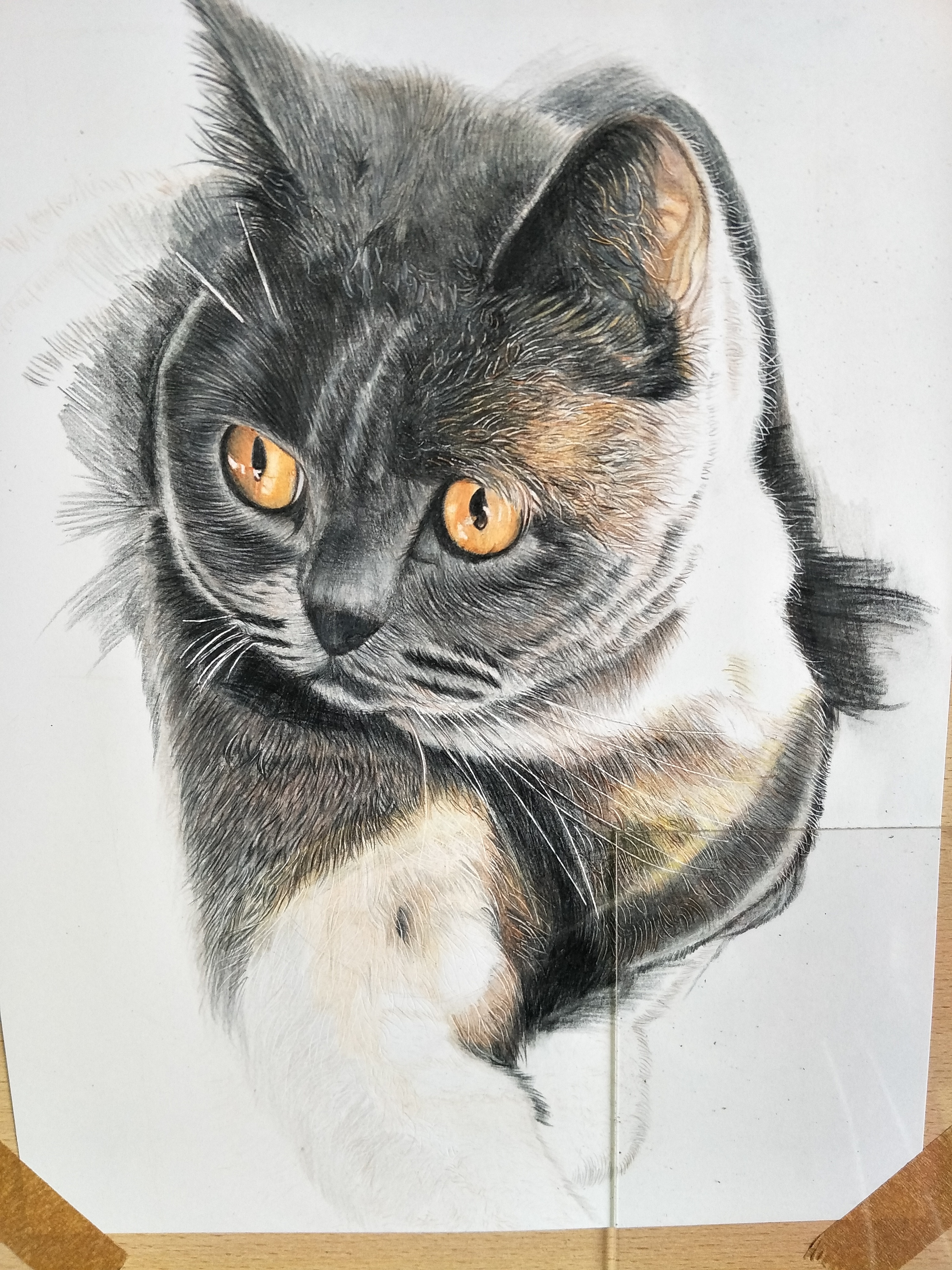 黑猫