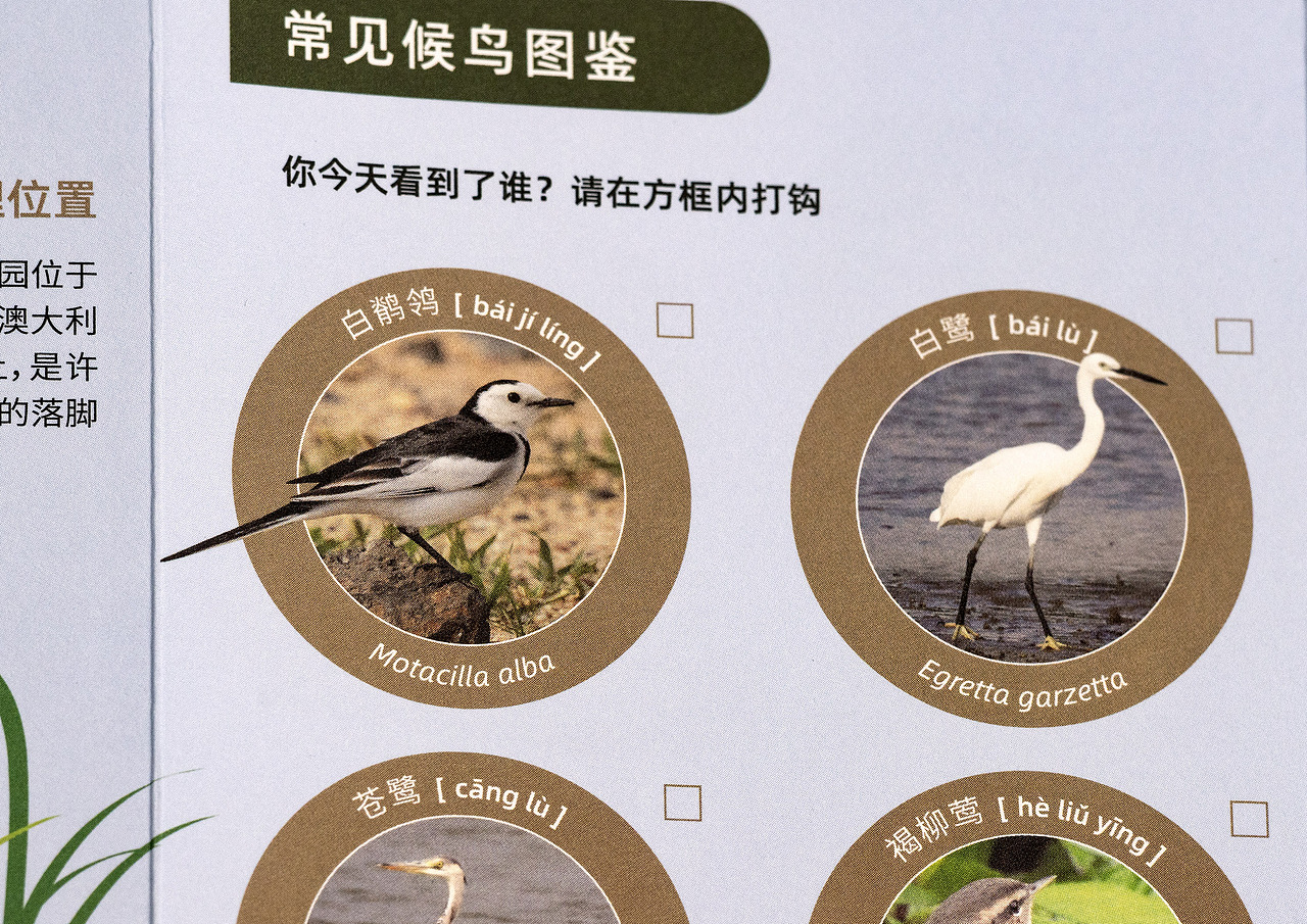 世界候鸟日-观候鸟折页及海报