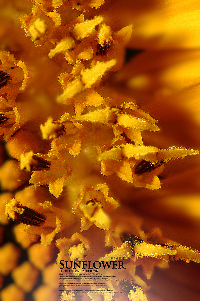 《向日葵的纹样》