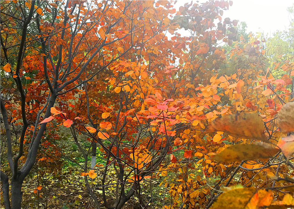 刘勇良手机纪实摄影:落叶归根