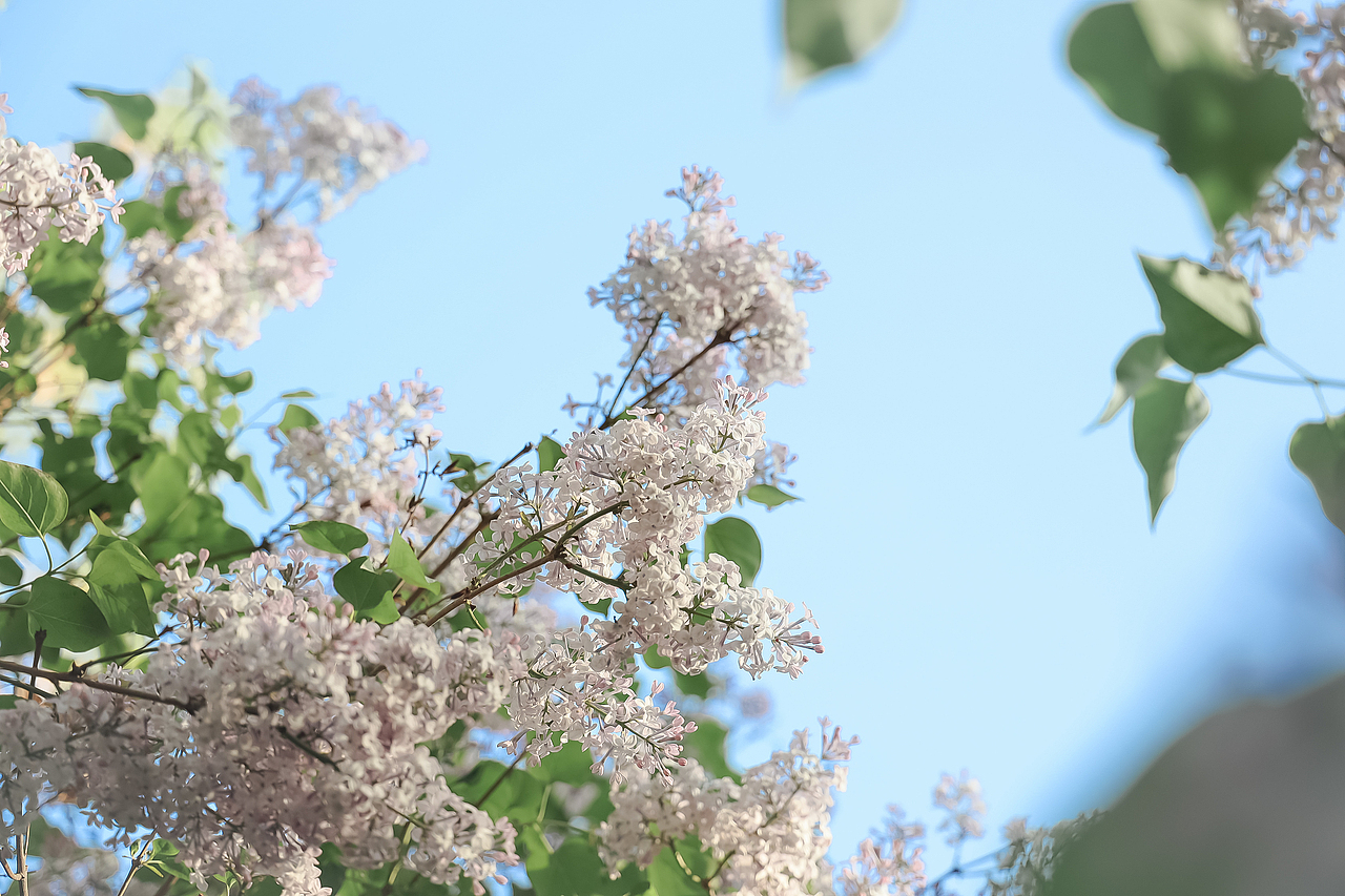 迟到的春天（图ZMjU1MDIyOTgw） - 人文/纪实摄影 - 站酷设计师花生美学工作室原创素材 - 站酷ZCOOL